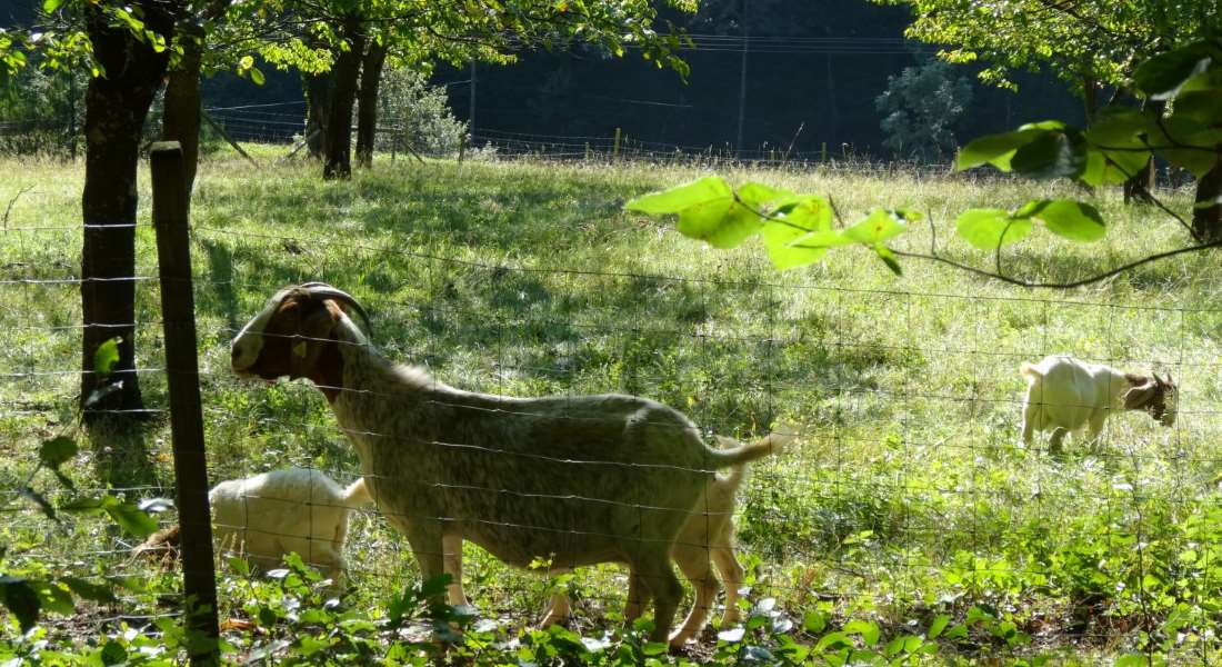 Cabras