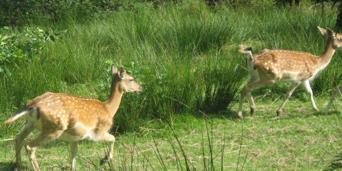 Rehe im Wildgehege